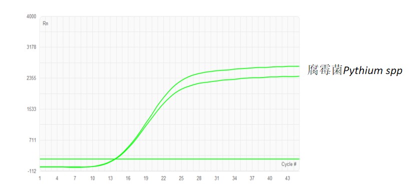 Cannabis Pythium spp
