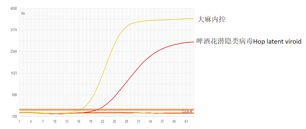 Cannabis Hop latent viroid (HLVd) test kit(qPCR)