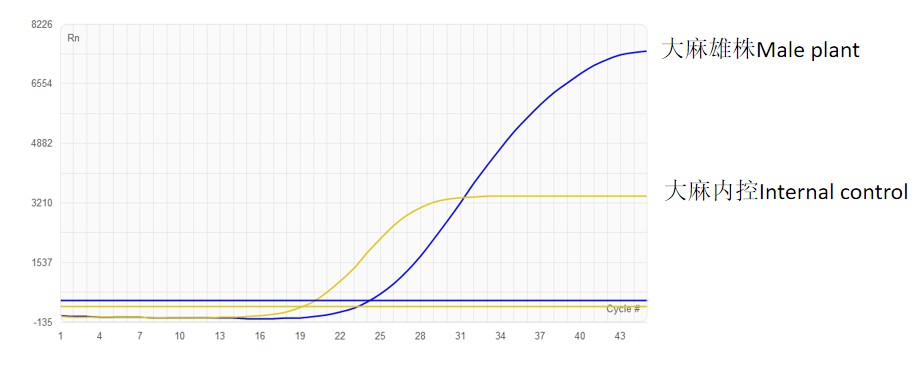 Male plant Male locus FAM – Internal control ROX